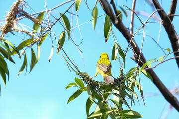blue tit on branch