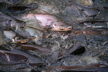 fish in the market