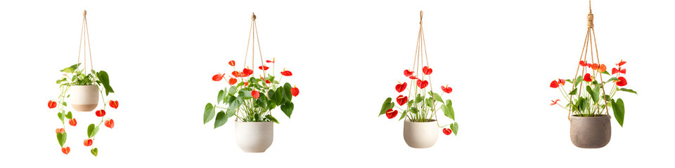 Hanging Potted Plants with Red Flowers on White