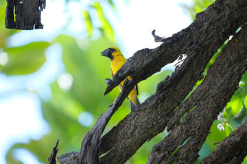 yellow billed hornbill
