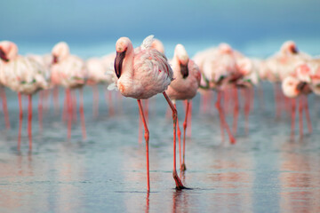 A flock of pink African flamingos wading through a serene blue lagoon in Namibia. A real wildlife photo showing elegance, unity, and the peaceful beauty of exotic birdlife.