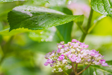 Close-up of hydrangea flower with dewdrops, Fukuoka