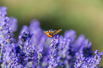butterfly on lavender blossom