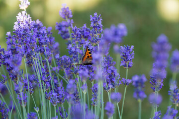butterfly on lavender blossom
