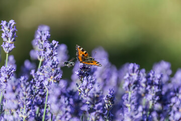 butterfly on lavender blossom