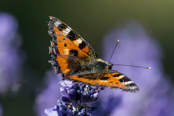 butterfly on lavender blossom