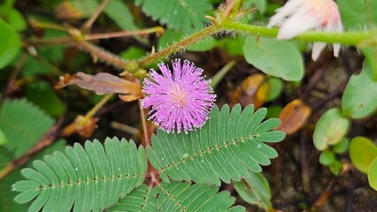 Mimosa Pudica Plant with Pink Flower and Dew Drops - Touch-Me-Not