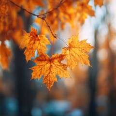 Fototapeta premium Vibrant Autumn Leaves Glowing in Soft Natural Light in Fall Season