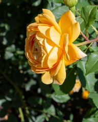 Yellow rose rose close up. Rose blooming in a cottage garden.