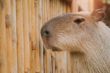 Close-Up View of a Capybara Curiously Observing Its Environment Through a Wooden Fence in a Natural...