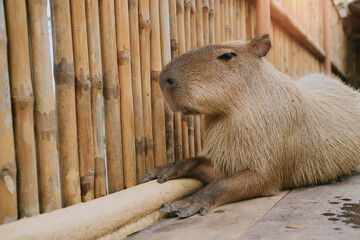 Capybara Resting by Bamboo Fence in Natural Habitat Under Warm Sunlight