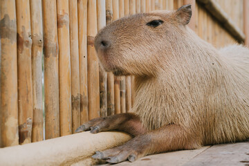 Close-Up of Capybara Relaxing by Bamboo Fence in Natural Habitat with Soft Lighting and Calm Atmosphere