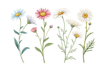 Fototapeta premium set of watercolor Leucanthemum branch vector illustration isolated on white background