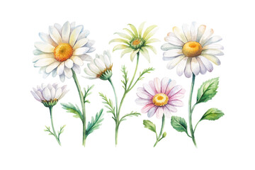 Fototapeta premium watercolor Leucanthemum branch vector illustration isolated on white background