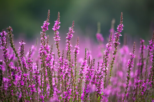Loosestrife - Lythrum salicaria