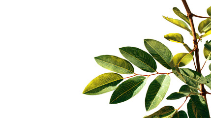 green leaves on white background