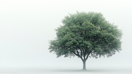Fototapeta premium Serene Green Tree in Foggy Landscape Representing Spiritual Growth and Realistic Beauty in Nature Photography