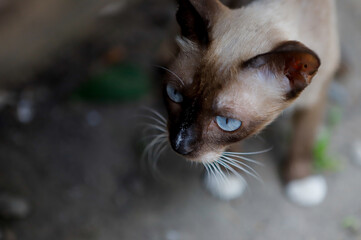 Pet animal; cute siamese cat