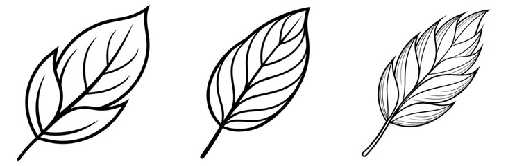 Obraz premium Willow Leaf Outline - Coloring Book Page Line Art Vector