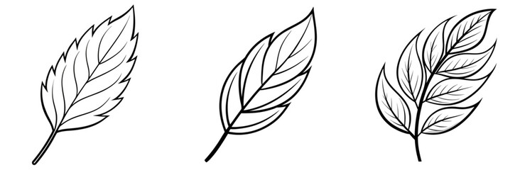 Obraz premium Willow Leaf Outline - Coloring Book Page Line Art Vector