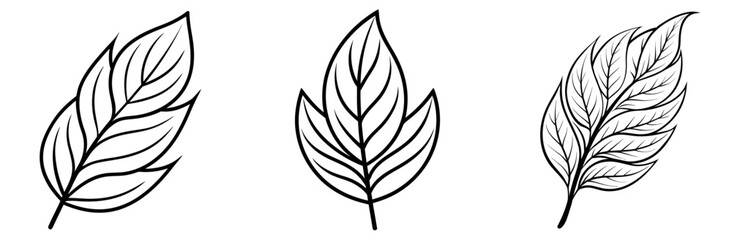Obraz premium Willow Leaf Outline - Coloring Book Page Line Art Vector