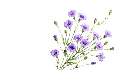 Beautiful purple flowers with delicate petals and green stems create serene and calming atmosphere, perfect for nature lovers