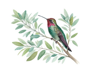 watercolor Hummingbird Sage Branch vector illustration isolated on white background