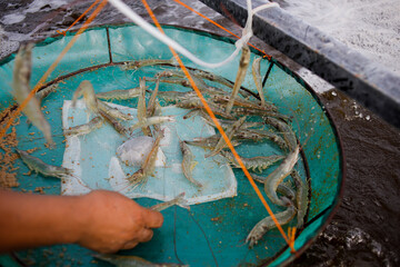 A farmer inspects vannamei shrimp growth using an “anco” net during routine monitoring in an aquaculture pond.