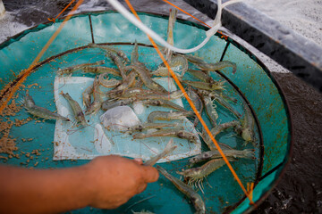 A farmer inspects vannamei shrimp growth using an “anco” net during routine monitoring in an aquaculture pond.