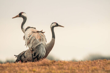 Common cranes at lake Hornborga Sweden