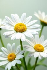 Obraz premium Close-up of pristine white daisies, summer bloom, isolated , isolated, plant