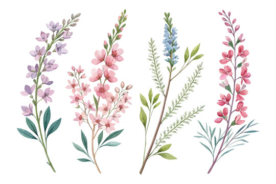set of watercolor Heather branch vector illustration isolated on white background