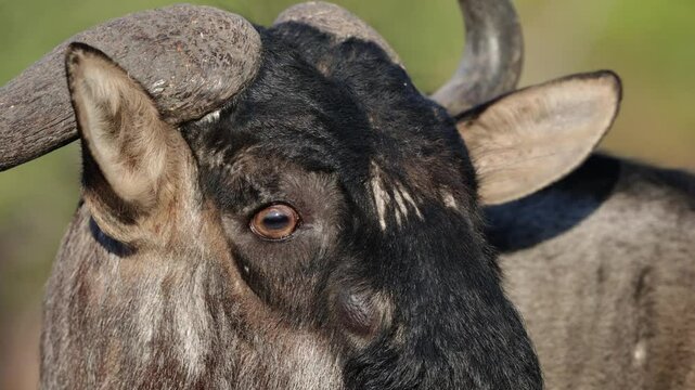 A blue wildebeest close up