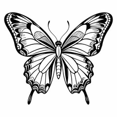 butterfly vector illustration