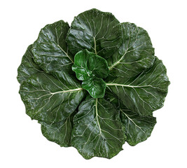 Obraz premium A large leafy green vegetable with a white stem