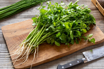 A bunch of freshly harvested coriander with roots on the kitchen board. A bunch of chives behind. Homegrown herbs, healthy eating concept.