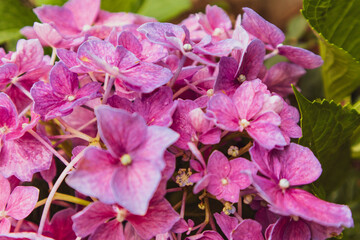 Purple hydrangea flowers are blooming. Close up view
