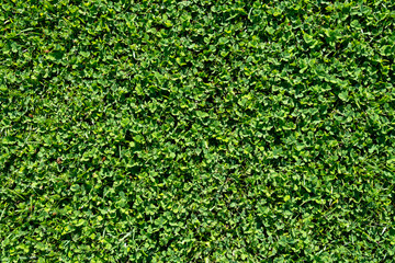 Green Clover Field Texture