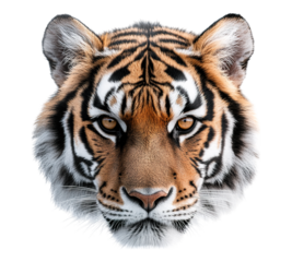 A tiger's face is shown in full view, with its eyes open and its mouth closed