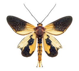 A large, colorful butterfly with black and yellow wings