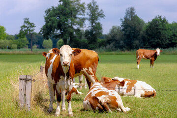 Obraz premium Summer countryside landscape, Flock of Dutch cows with brown, orange and white spot standing and nibbling fresh grass on green meadow, Open farm with dairy cattle on the field, Overijssel, Netherlands