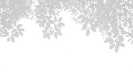Obraz premium Delicate foliage shadows cast a gentle pattern on a pristine backdrop above