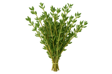 Freshly harvested thyme bunch, tied neatly and ready for culinary use, isolated against a transparent background for clear visibility