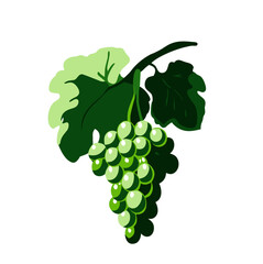 Grape cluster  for healthy eating concept and food design