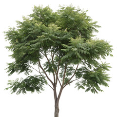 High-resolution tree of heaven (Ailanthus altissima) PNG cutout isolated on transparent background &mdash; perfect for landscape design, botanical illustrations, and eco-friendly architectural renderings
