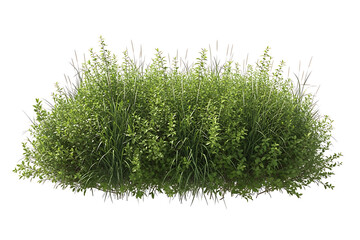 Fototapeta premium Green bush with grass isolated on a transparent background