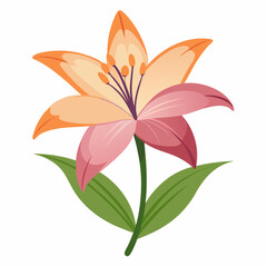 pink lily isolated on white