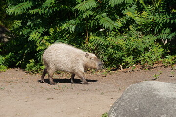 Capybara walking