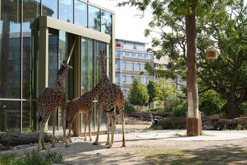 Urban giraffe