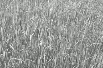 Fototapeta premium Japanese blood grass Imperata cylindrica